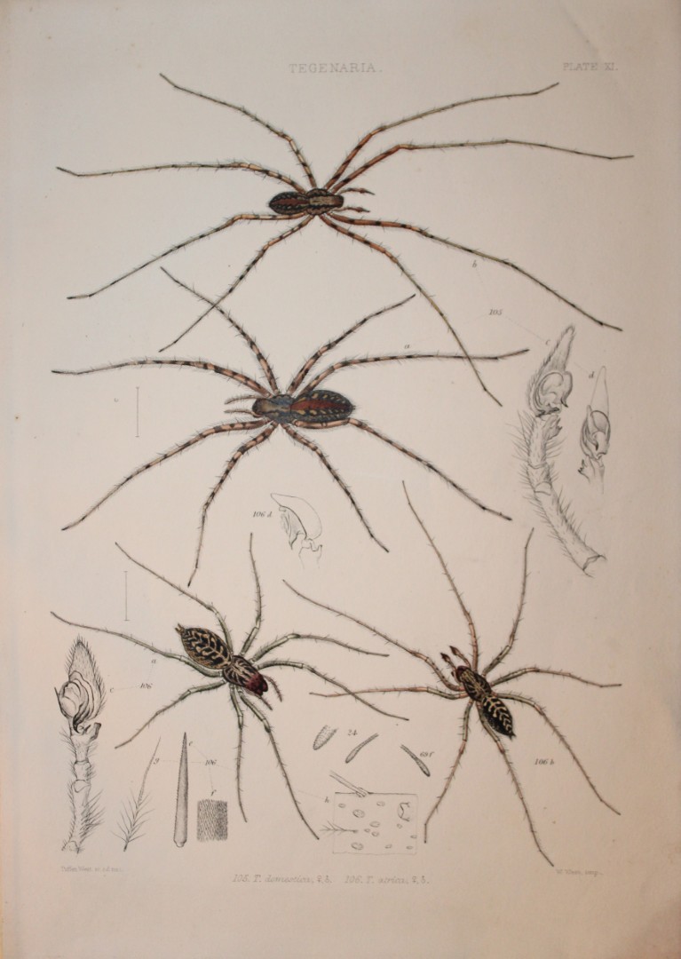 J Blackwall - Hand coloured lithograph of Spiders by Tuffen West 1864