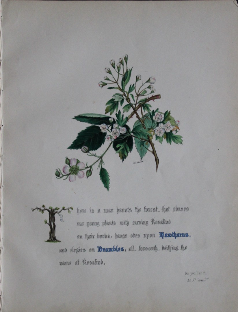 Jane E Giraud - Hand coloured print from Flowers of Shakespeare 1845