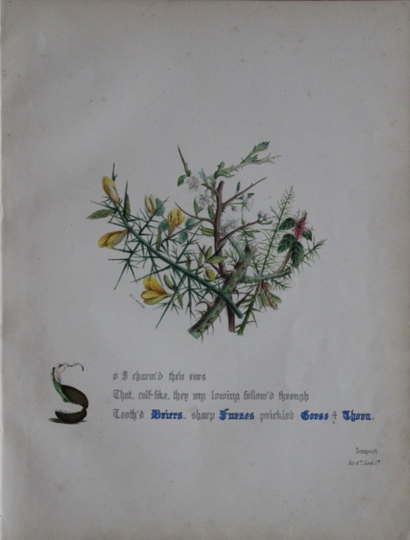 Jane E Giraud - Hand coloured print from Flowers of Shakespeare 1845