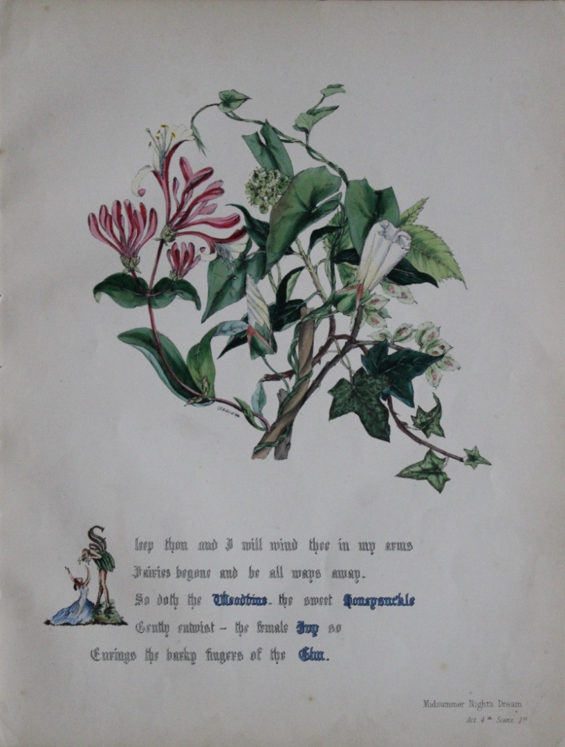 Jane E Giraud - Hand coloured print from Flowers of Shakespeare 1845
