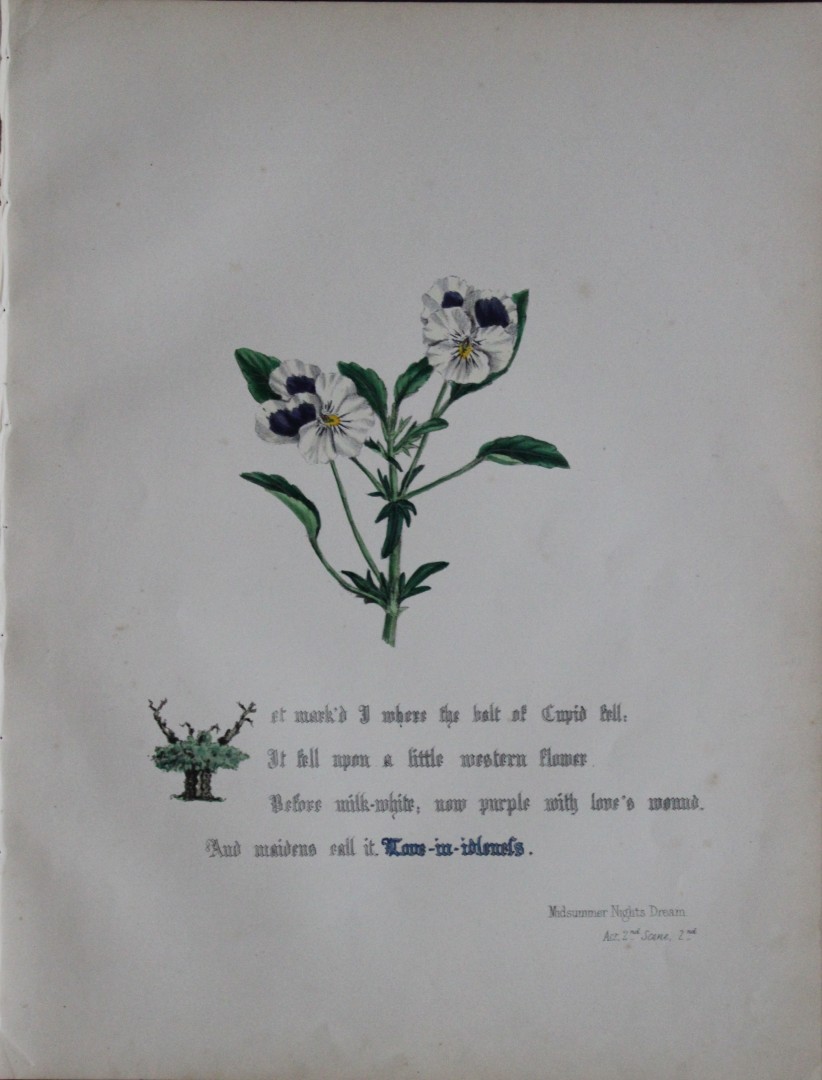 Jane E Giraud - Hand coloured print from Flowers of Shakespeare 1845