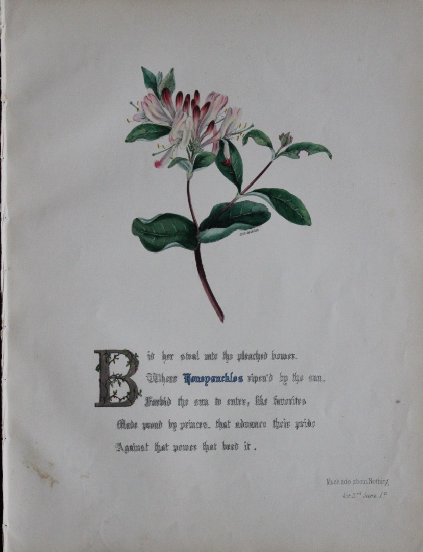 Jane E Giraud - Hand coloured print from Flowers of Shakespeare 1845