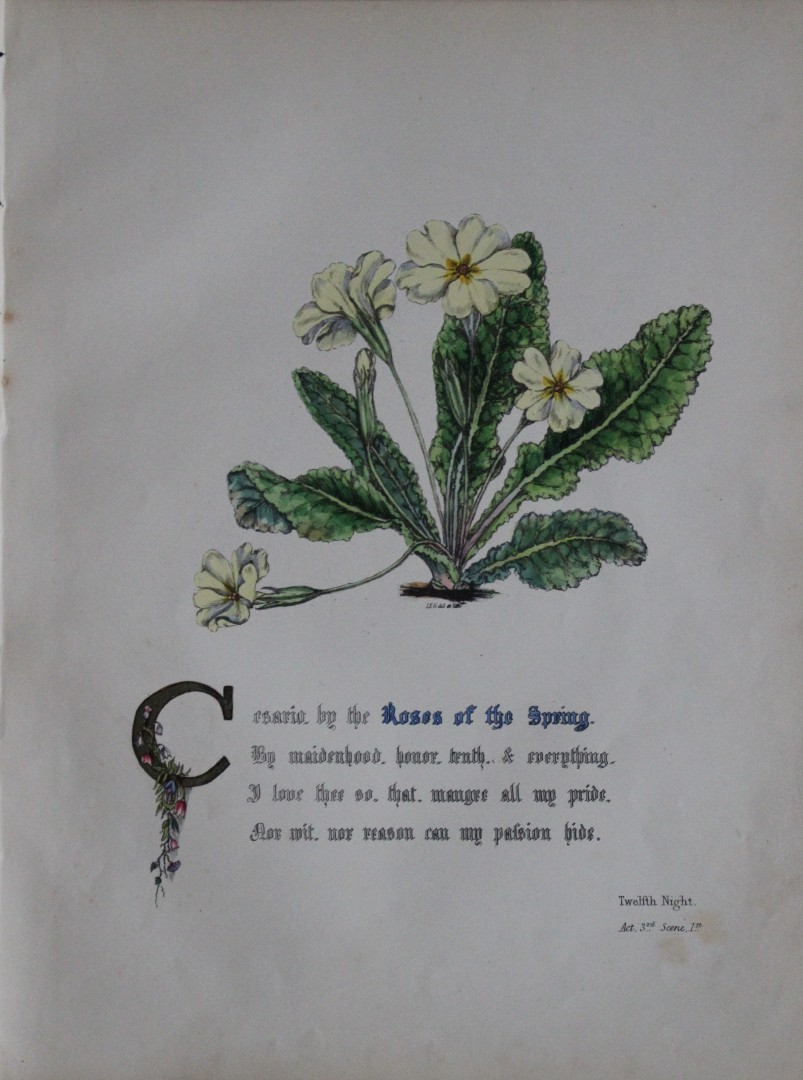 Jane E Giraud - Hand coloured print from Flowers of Shakespeare 1845