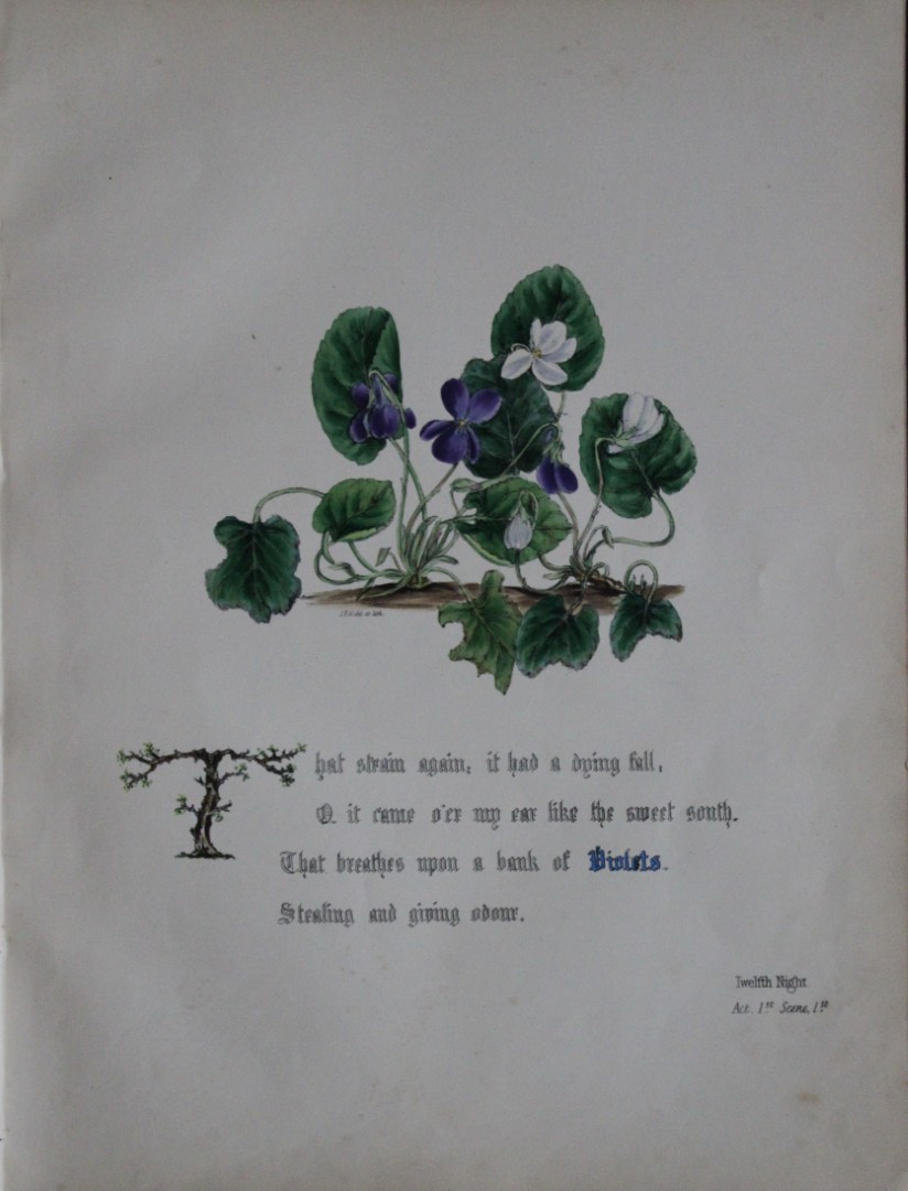 Jane E Giraud - Hand coloured print from Flowers of Shakespeare 1845