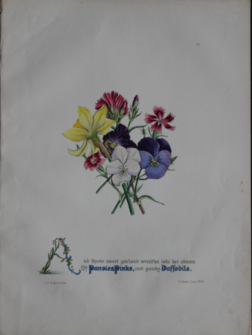 Jane E Giraud - Hand coloured print from Flowers of Milton 1846