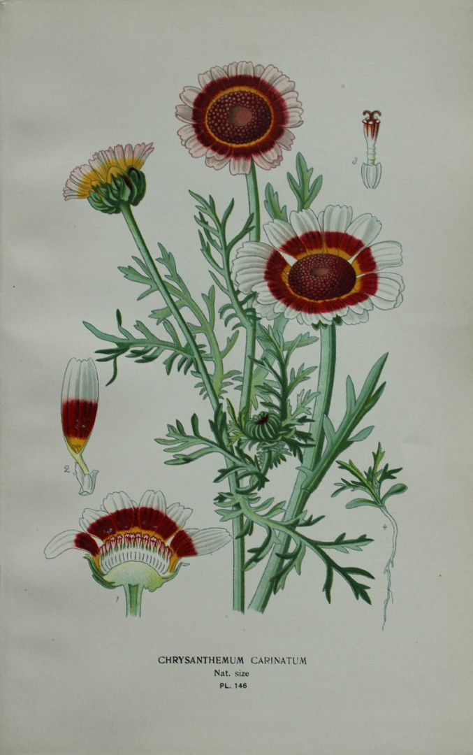Edward Step - Chromolithograph of flowers 1896