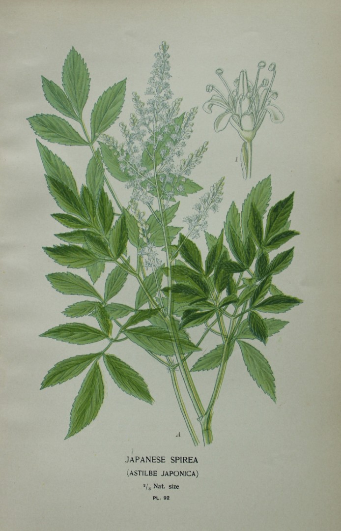 Edward Step - Chromolithograph of flowers 1896
