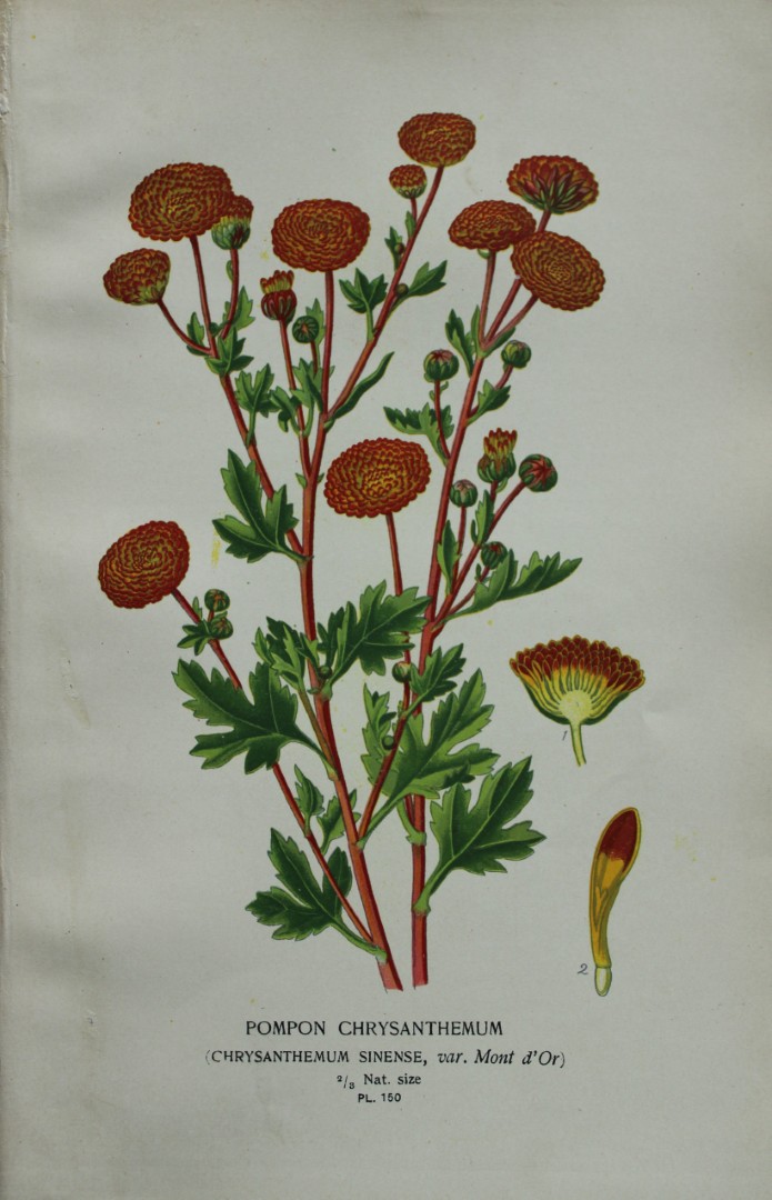 Edward Step - Chromolithograph of flowers 1896