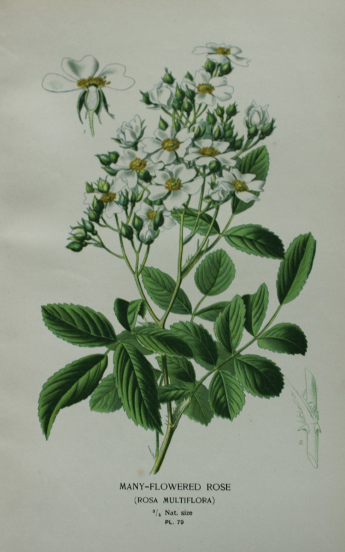 Edward Step - Chromolithograph of flowers 1896