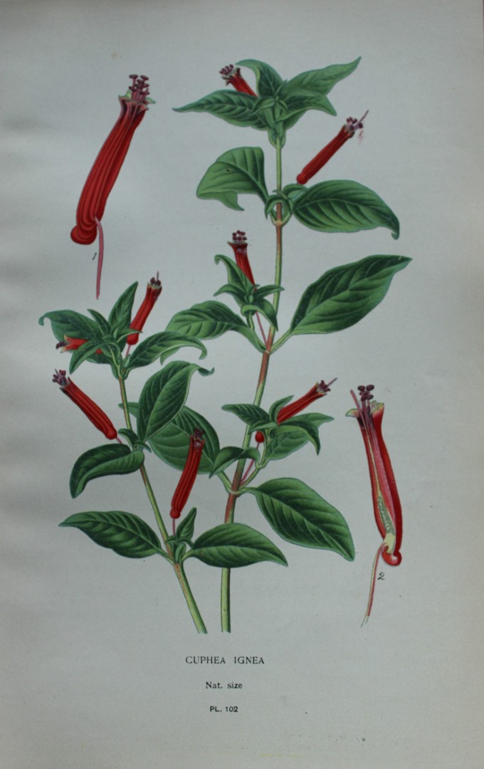 Edward Step - Chromolithograph of flowers 1896