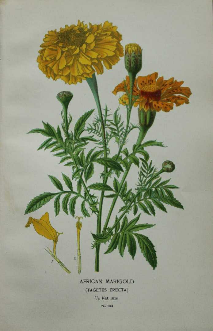 Edward Step - Chromolithograph of flowers 1896