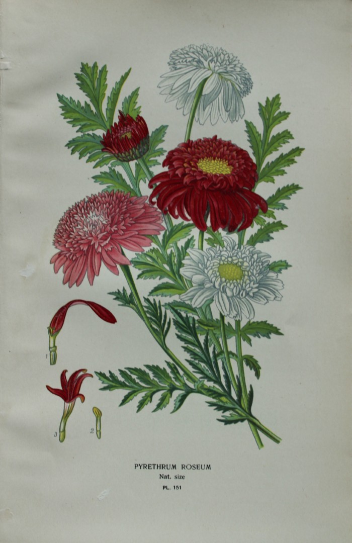 Edward Step - Chromolithograph of flowers 1896