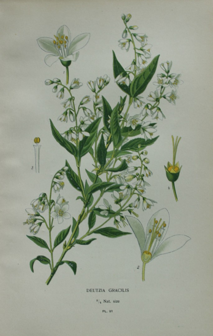 Edward Step - Chromolithograph of flowers 1896