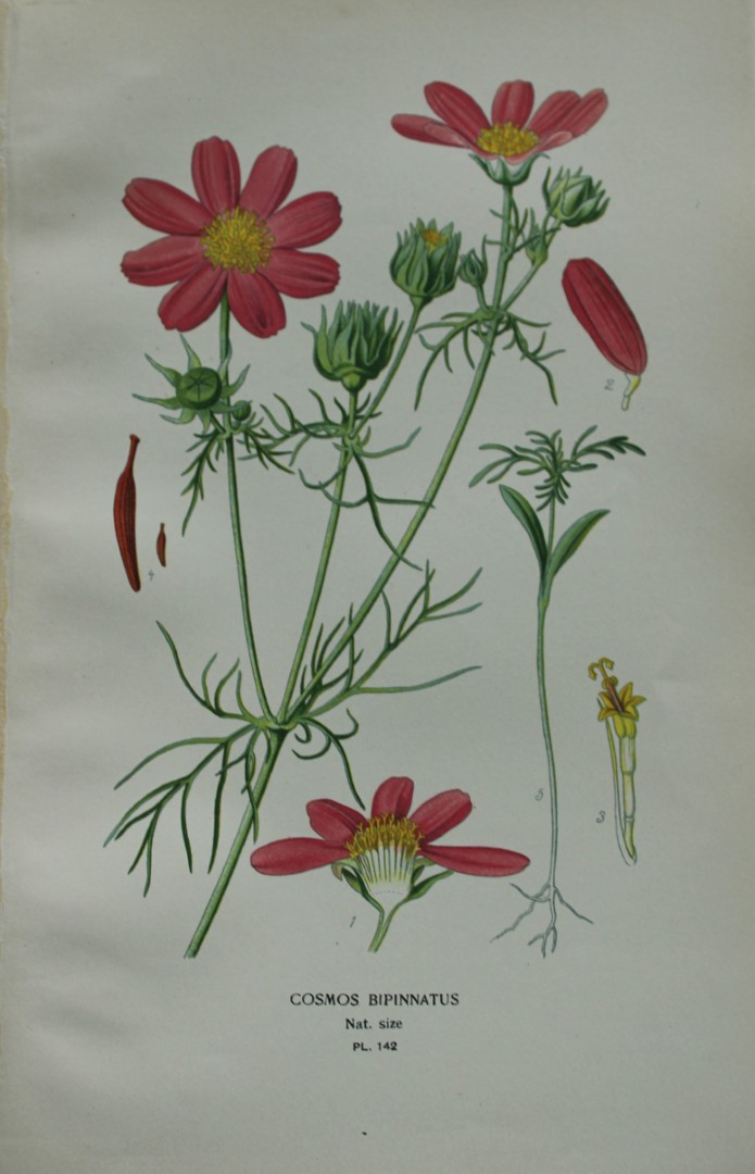Edward Step - Chromolithograph of flowers 1896