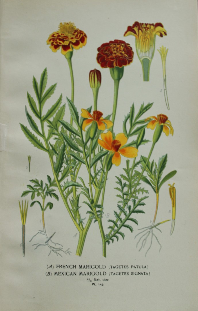 Edward Step - Chromolithograph of flowers 1896