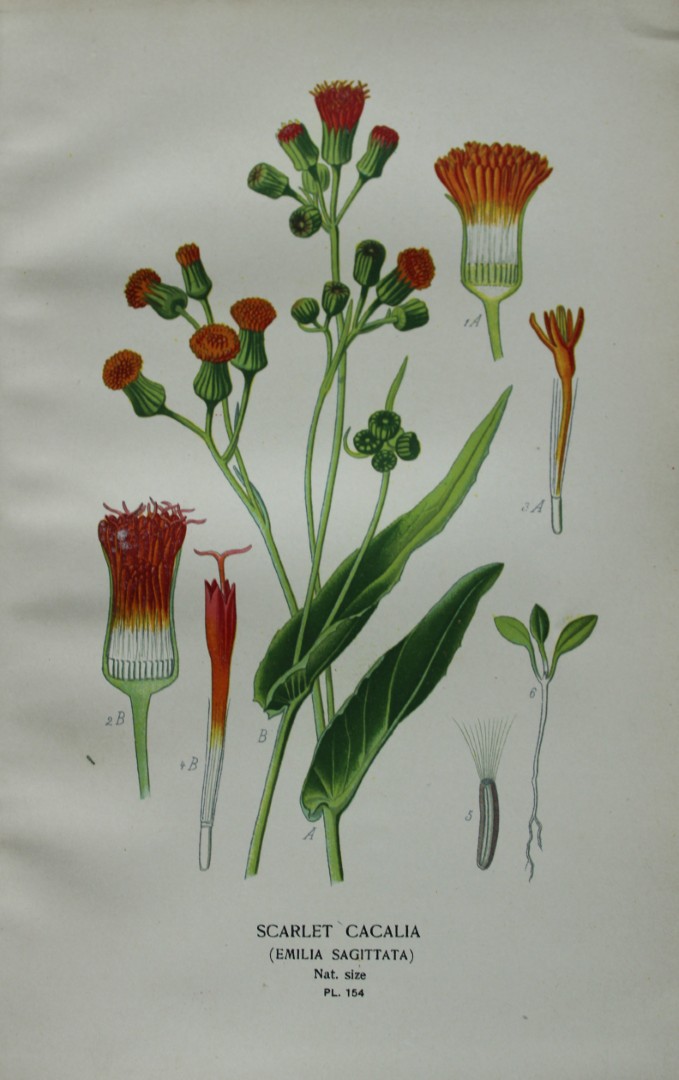 Edward Step - Chromolithograph of flowers 1896