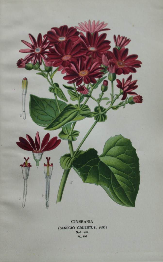 Edward Step - Chromolithograph of flowers 1896