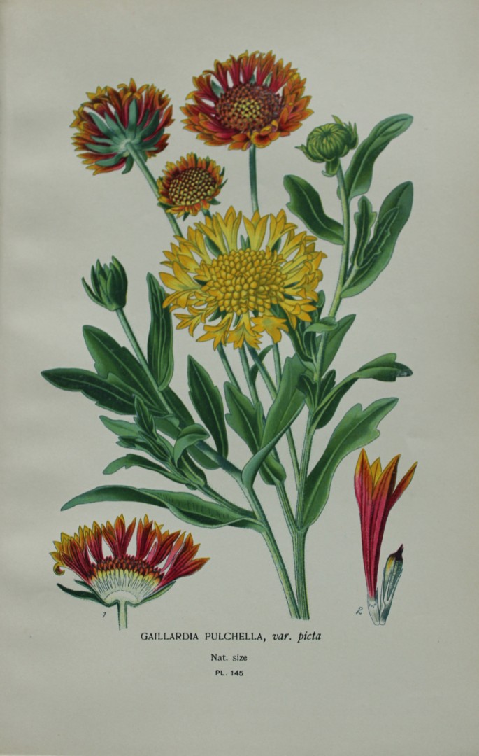 Edward Step - Chromolithograph of flowers 1896