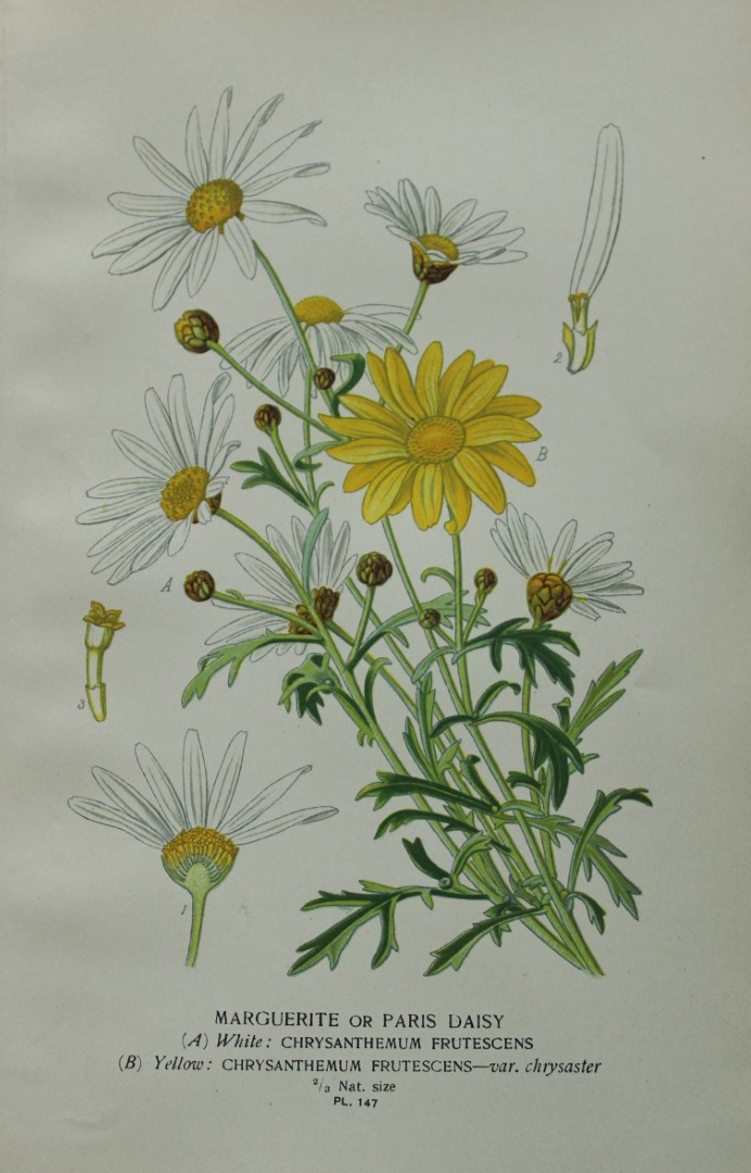 Edward Step - Chromolithograph of flowers 1896