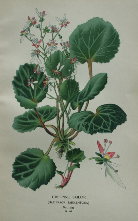 Edward Step - Chromolithograph of flowers 1896