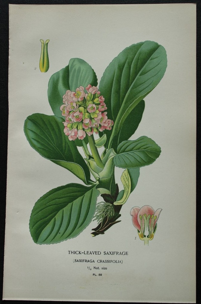Edward Step - Chromolithograph of flowers 1896