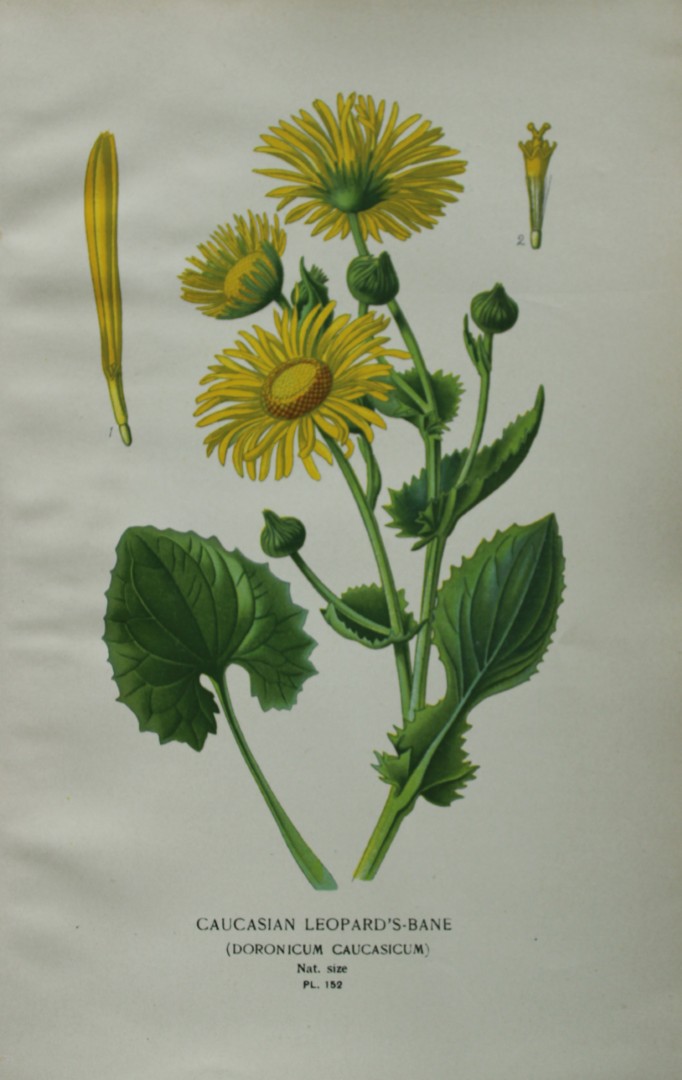 Edward Step - Chromolithograph of flowers 1896