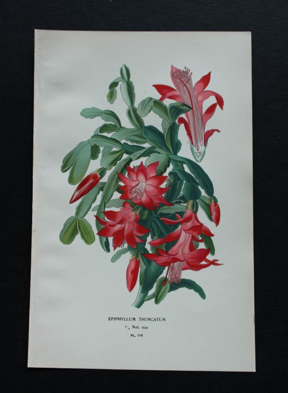 Edward Step - Chromolithograph of flowers 1896