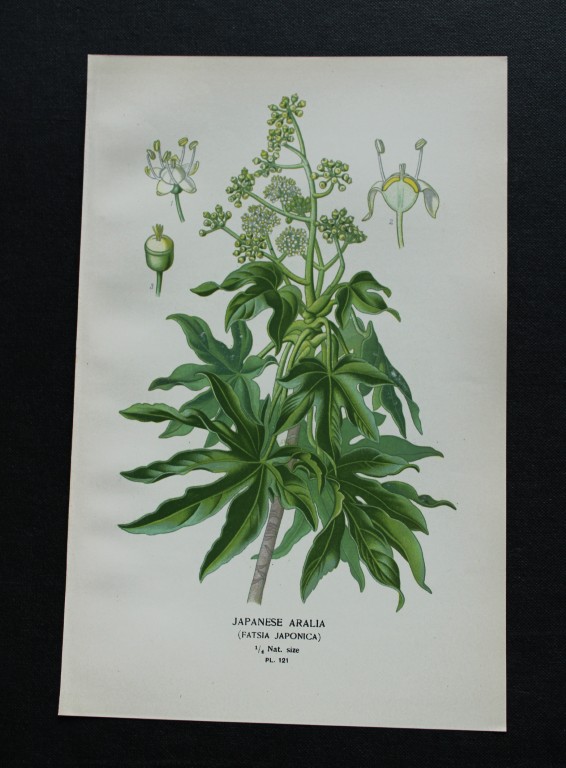 Edward Step - Chromolithograph of flowers 1896