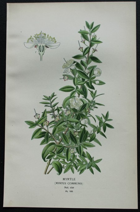 Edward Step - Chromolithograph of flowers 1896