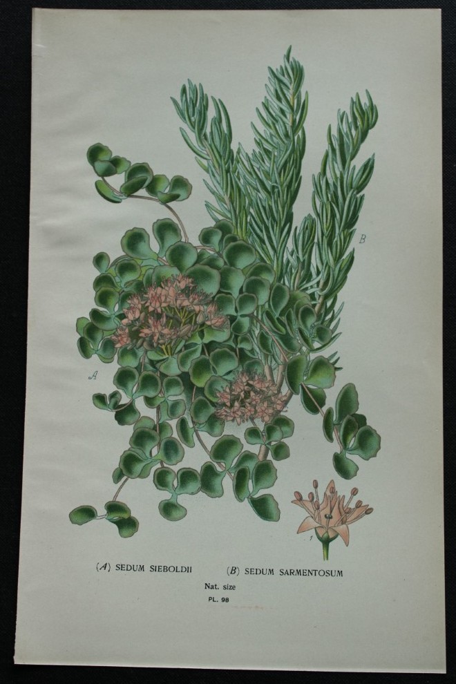 Edward Step - Chromolithograph of flowers 1896