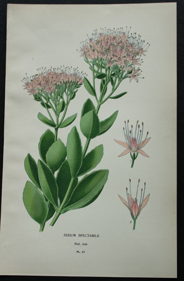 Edward Step - Chromolithograph of flowers 1896