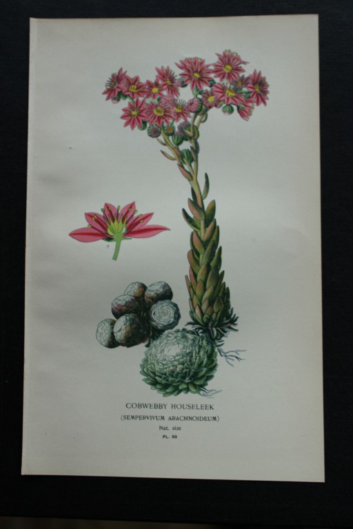 Edward Step - Chromolithograph of flowers 1896