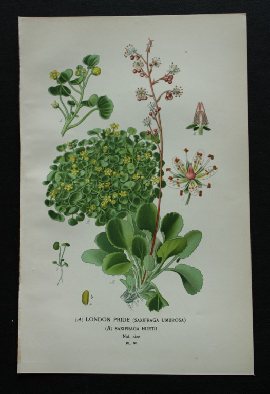 Edward Step - Chromolithograph of flowers 1896