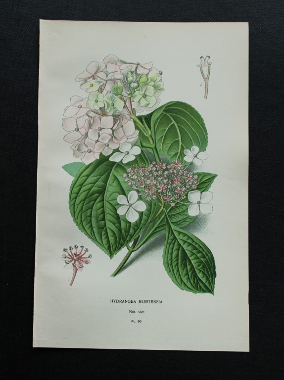 Edward Step - Chromolithograph of flowers 1896