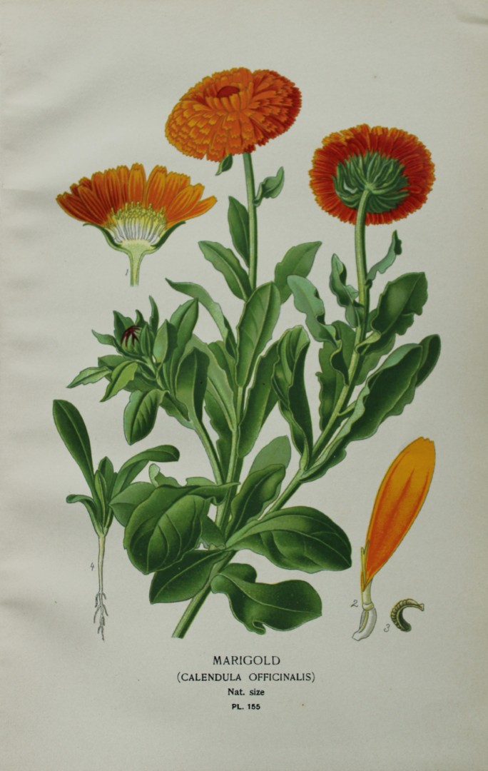 Edward Step - Chromolithograph of flowers 1896