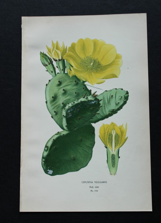 Edward Step - Chromolithograph of flowers 1896