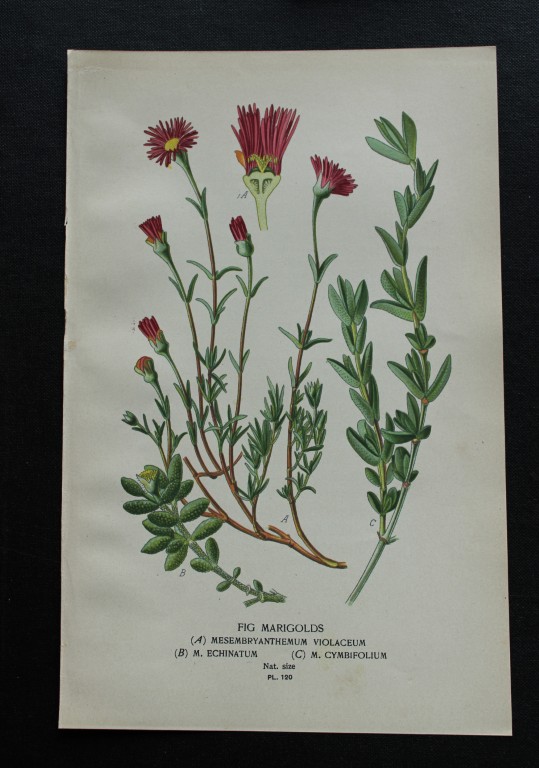 Edward Step - Chromolithograph of flowers 1896