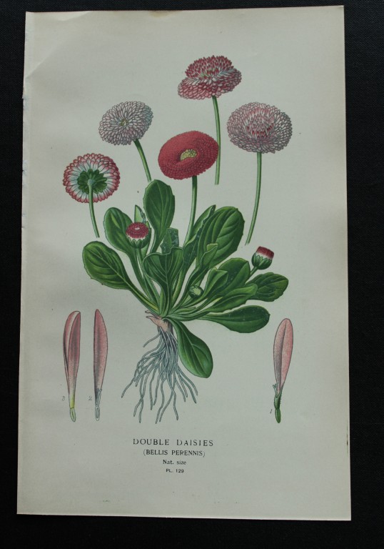 Edward Step - Chromolithograph of flowers 1896