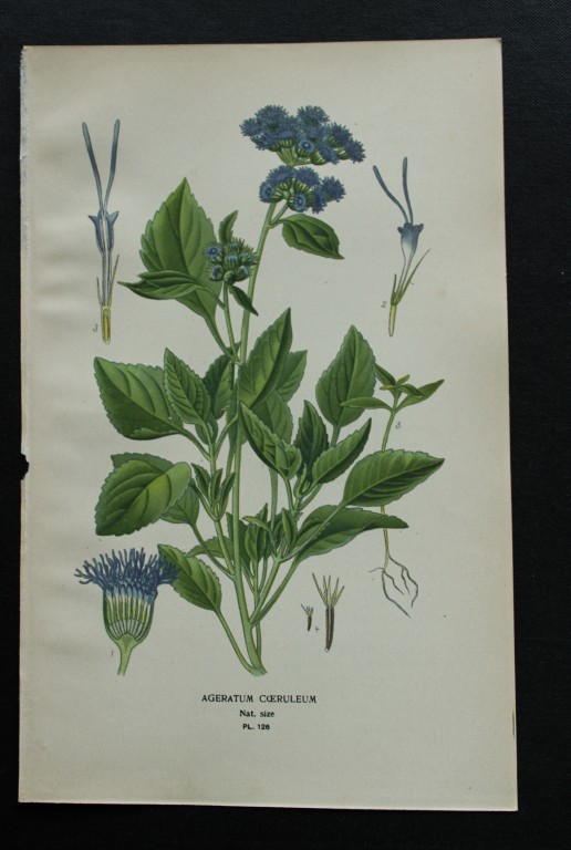 Edward Step - Chromolithograph of flowers 1896