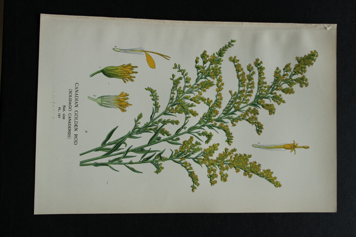 Edward Step - Chromolithograph of flowers 1896