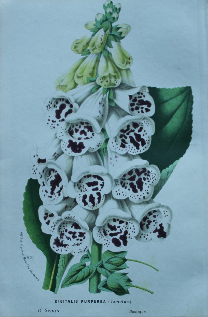 Lemaire & van Houtte - Original print from Flore des Serres 1867