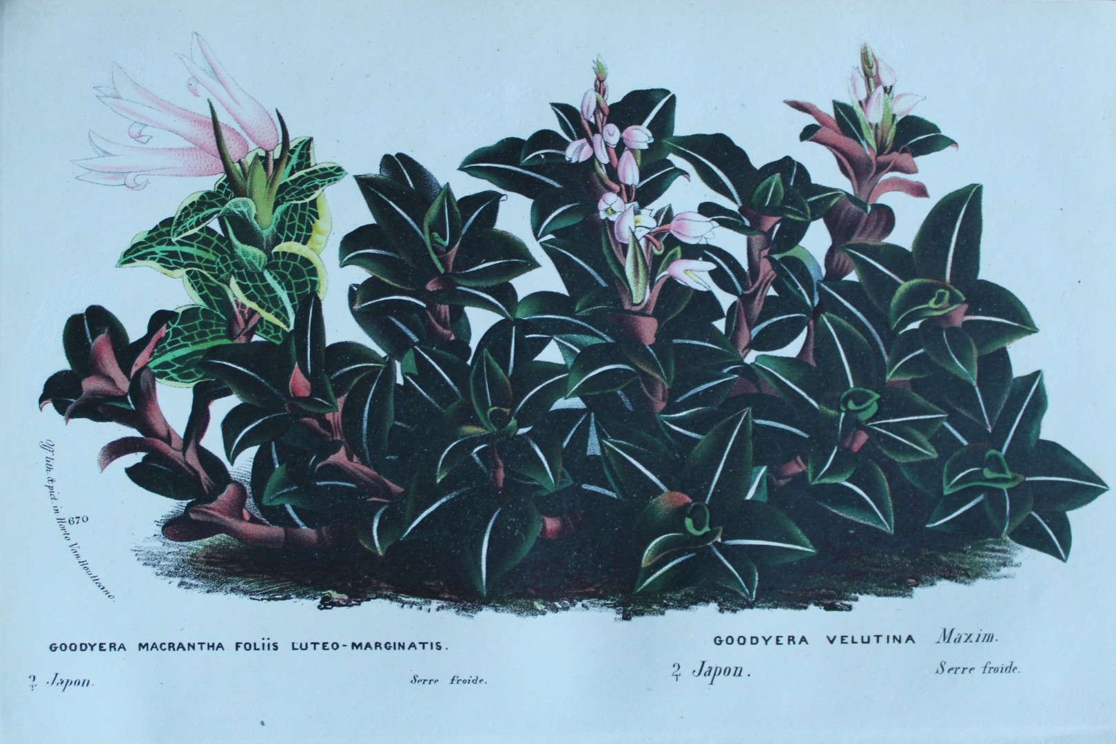 Lemaire & van Houtte - Original print from Flore des Serres 1867