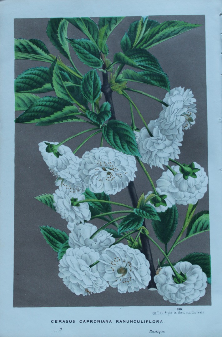 Lemaire & van Houtte - Original print from Flore des Serres 1867