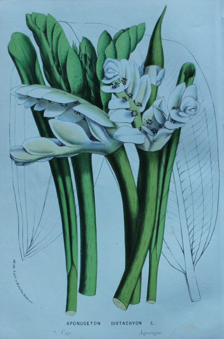 Lemaire & van Houtte - Original print from Flore des Serres 1867