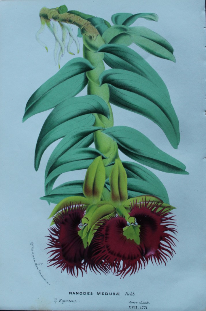 Lemaire & van Houtte - Original print from Flore des Serres 1867