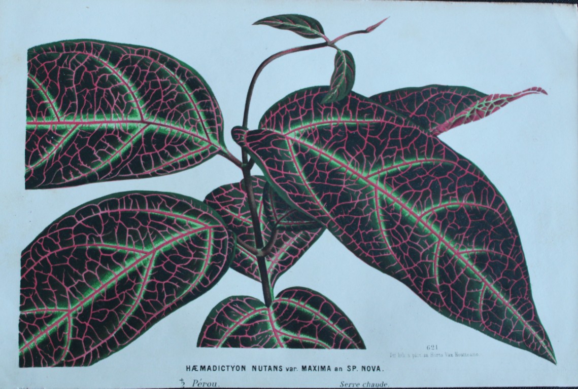 Lemaire & van Houtte - Original print from Flore des Serres 1867