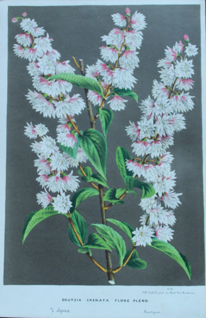 Lemaire & van Houtte - Original print from Flore des Serres 1867