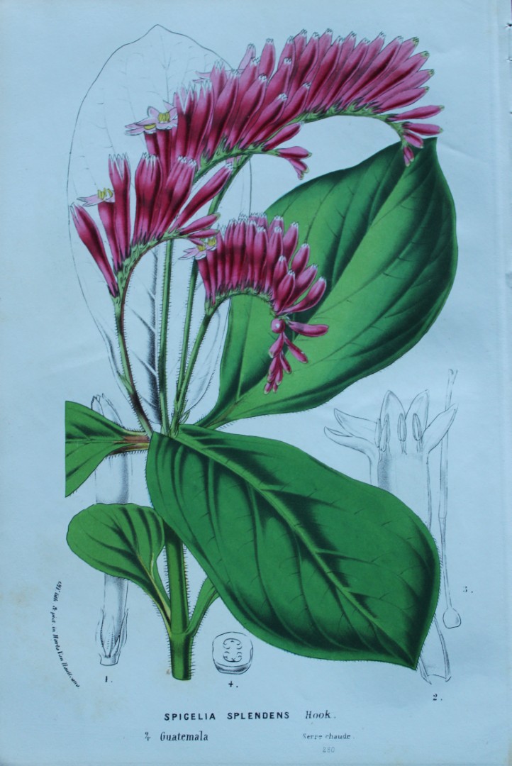 Lemaire & van Houtte - Original print from Flore des Serres 1867