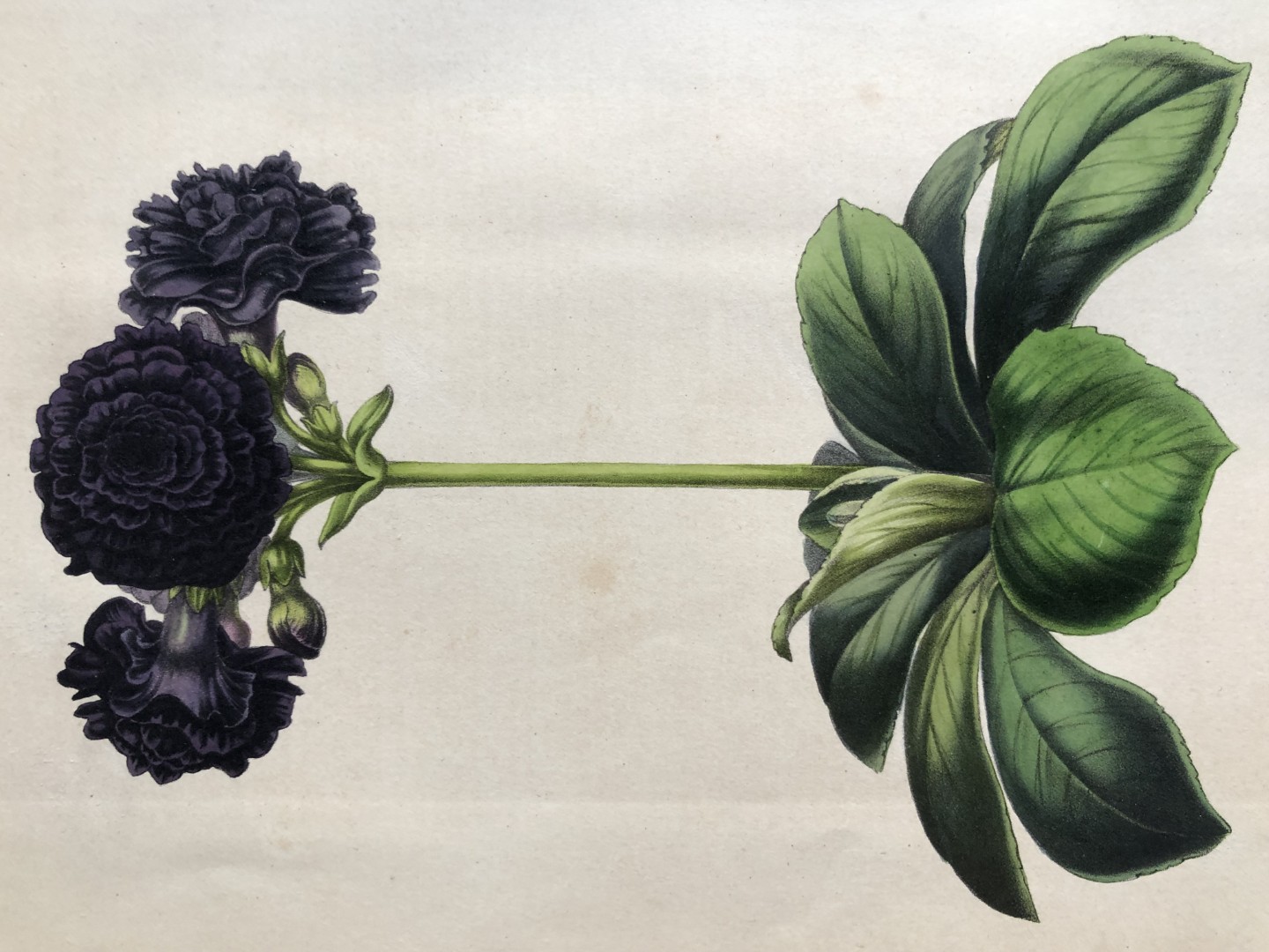 Lemaire & van Houtte - Original print from Flore des Serres 1867