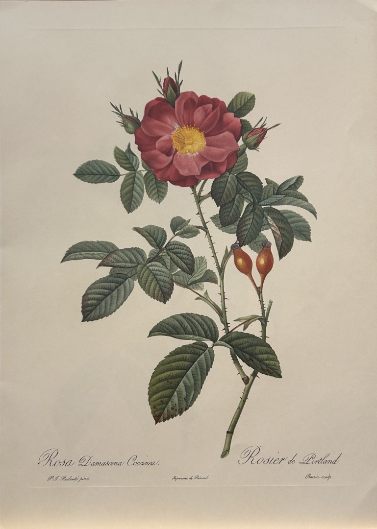 PJ Redoute -  Rosa Damascena Coccinea Ariel Press 1956